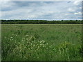 Farmland north east of Apley in Apley