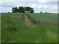 Footpath over crop field in Goltho