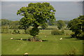 Tree in a field of sheep at Trinity, north of Brechin in DD9 7NT