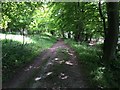 Path through Turlhanger's Wood in HP23 5QJ