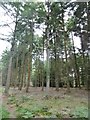 Norley Inclosure, conifers in SO41 5RT