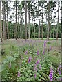 Norley Inclosure, foxgloves in SO41 5RT