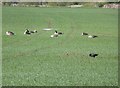 Long lens shot of resting geese, near to Holywell Pond in NE25 0BD