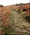 Coast path on Dinas Island in SA42 0SE