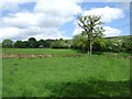 Grazing near the River Dove, Farndale in YO62 7UY