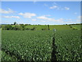 Footpath through crop to Leavening from Kirk Balk in YO17 9SJ