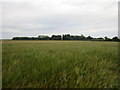 View towards Dunken Hill Farm in Cherry Burton
