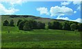 Pasture and trees below Tulach Hill in PH18 5SG