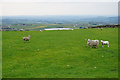 Sheep on Flight Hill in HD9 2RY