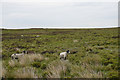Sheep by Flight Hill in HD9 2RY