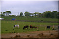 Cattle in a field, Mill of Kingaussie, Portlethen in AB39 3NY