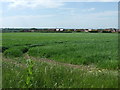 Crop field near Godmanchester in PE29 2RW