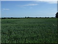 Crop field near Stirtloe in PE19 5XW