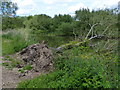 Fallen tree along the River Thames in OX1 5QX