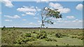 Bagshot Moor, windswept tree in SO42 7WD