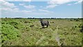 Bagshot Moor, heifer in SO42 7WD