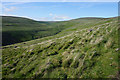 Path above Crowden Little Brook in Tintwistle