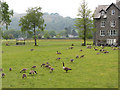 Geese and goslings in Grasmere in LA22 9SQ