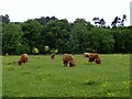 Highland cattle at Linzford in NE39 1LY