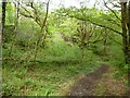 Path below the railway embankment, Coed Llyn Mair in LL41 3AQ