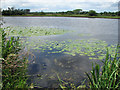 Lily pads on the River Yare in NR13 5FT