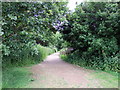 Footpath near Arlington Reservoir in BN26 6TG
