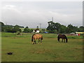 Horses in paddock, near Kirby Hall, Castle Hedingham in CO9 3EB