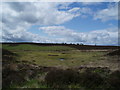 Moorland to West of Auchterhouse Hill in DD3 0QQ