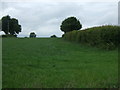 Farmland and hedgerow in DE6 3AN