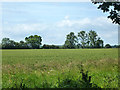 Field south of Whitehead's Farm in CM8 1RL