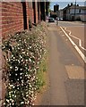 Mexican Fleabane, Collaton St Mary in TQ3 3LU