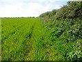 Cereal Field in TR12 6EW