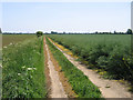 Farm track off Meadow Road, Langtoft, Lincs in PE6 9LD