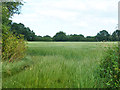 Field near Tolleshunt Major in CM9 8NB