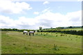 Horse Paddock near Wadbrook in EX13 7AS