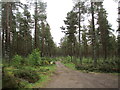 Track into Keppernach Wood in IV12 5JD