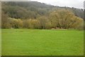 Grazing and woodland, Culm Valley in EX5 4HE