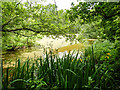 Pond, Bure Marshes NNR in NR12 8JE