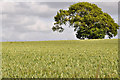 East Devon : Grassy Field in EX5 5DP