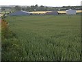 Barns and wheat, Haxton in SP4 9PU