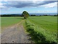 Fields south of the A915 in KY8 5QS