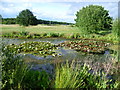 Pond on the Royal Epping Forest Golf Course in E4 6DT