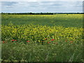 Oilseed rape crop west off Clay Lane in Toft Newton