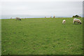 Sheep on a hilltop above Ballcross Farm in DE45 1AL