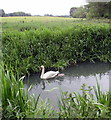 Swan and cygnet on the River Glyme, Woodstock Watermeadows in OX20 1XL