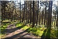 Forest Track above Rhives, Golspie in KW10 6SD