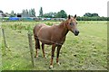 Pony in a field at Hyde Hall Farm in Denton West Ward