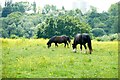 Ponies grazing in a field of buttercups in SK5 8LW