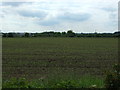 Crop field, West Barkwith in West Barkwith
