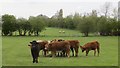 Cattle near, Swathwaite Head in CA4 0NR
